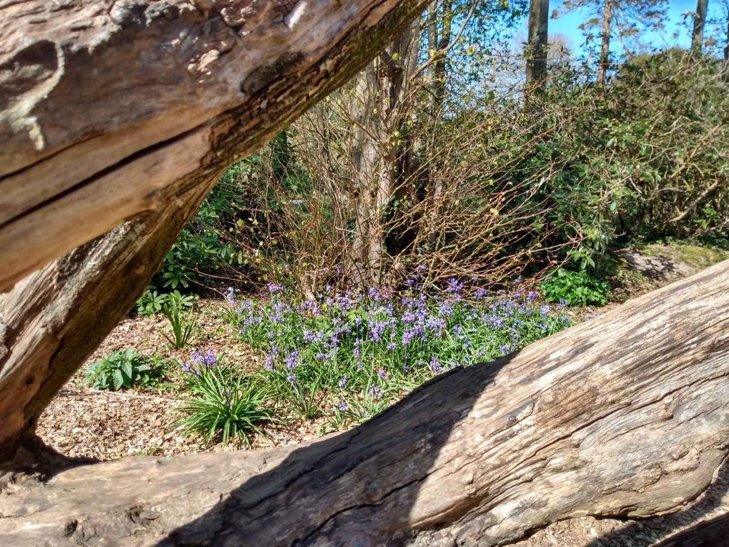 Two weathered fallen tree branches framing view to blubell glade