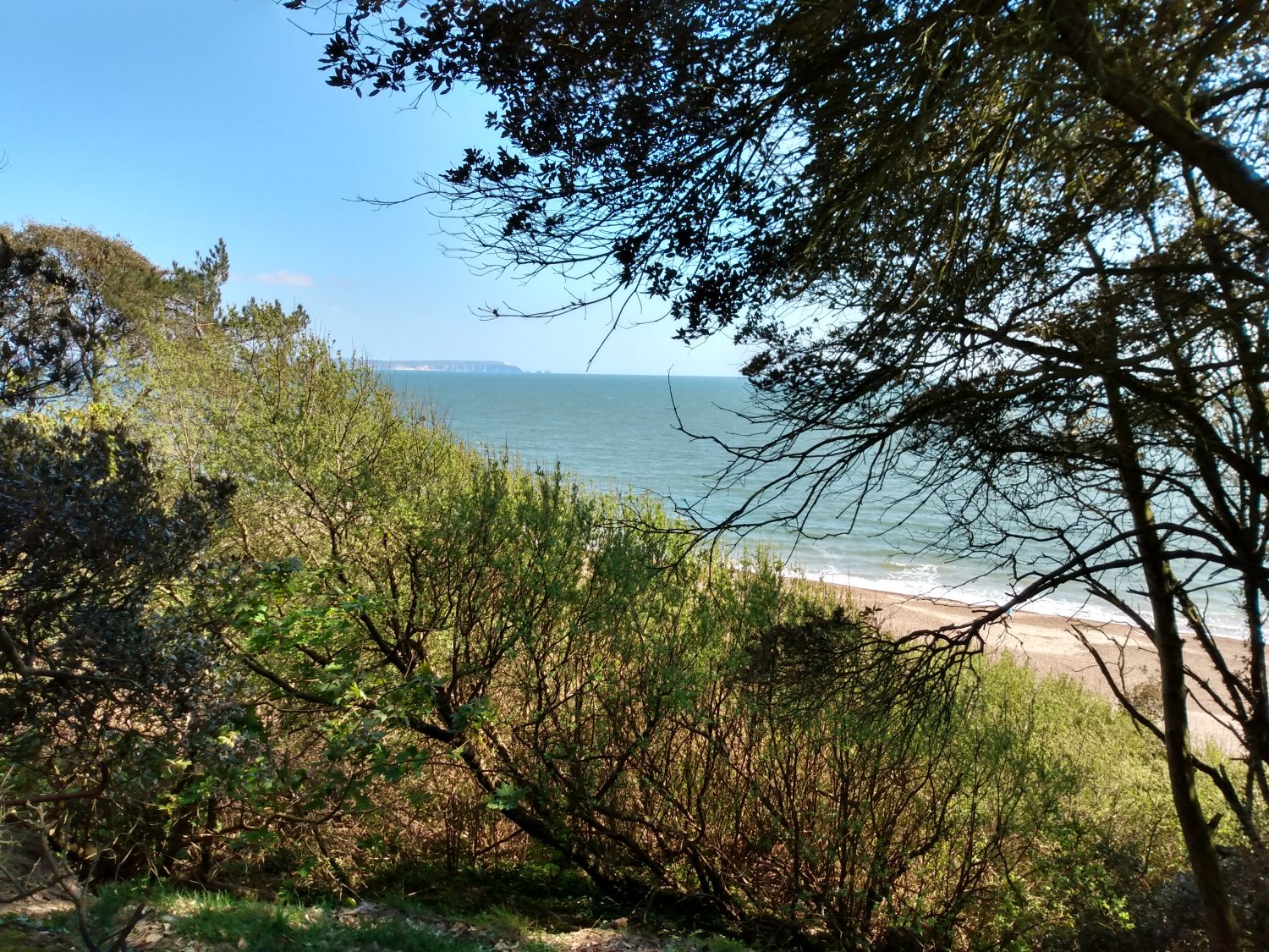 Foreground of trees and bushes with glimpse of sea and blue sky