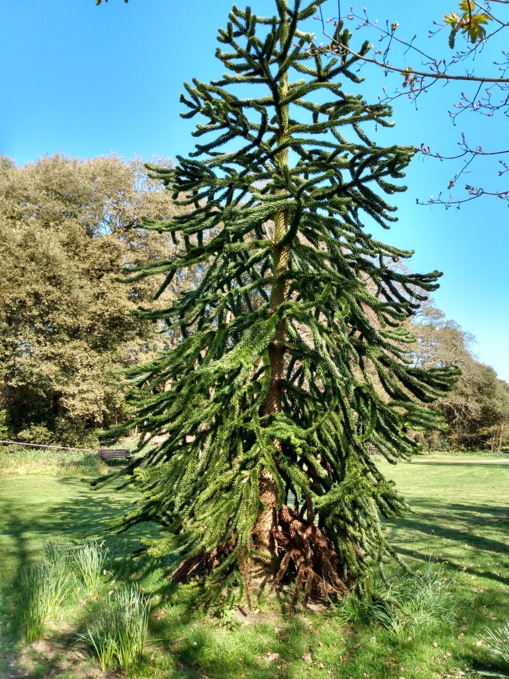 Monkey Puzzle Tree set in lawn with blue sky and trees in background